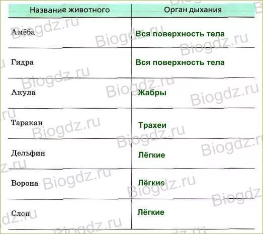 Заполни таблицу дыхание растений. Класс животных органы дыхания таблица. Органы дыхания животных таблица 6 класс. Заполни таблицу органы дыхания животных. Заполните таблицу органы дыхания животных.