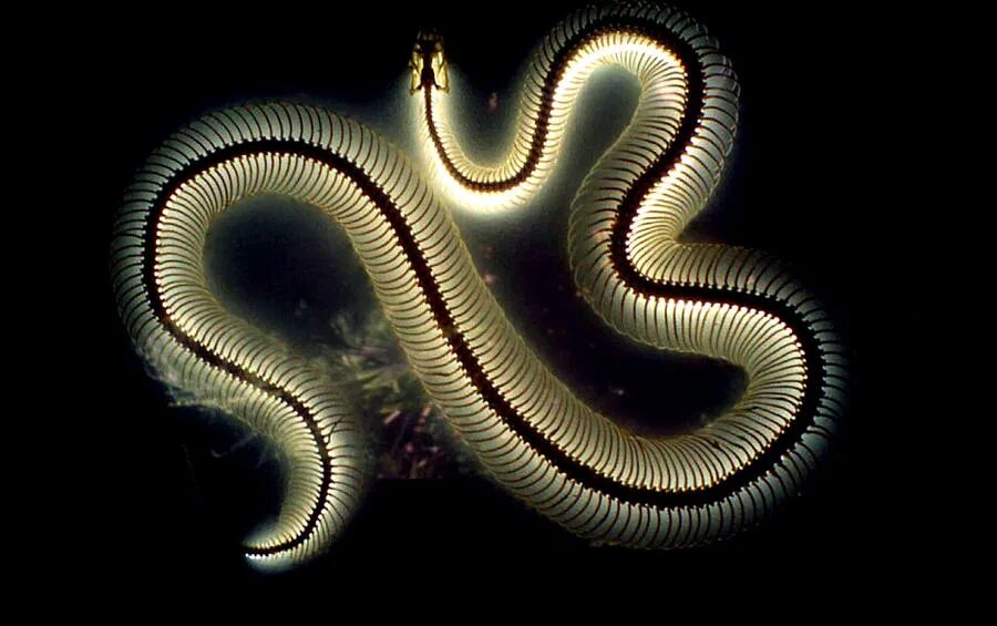 Snake x. Рентген змеи. Рентгеновский снимок змеи. Скелет змеи рентген. Рентгенограмма змеи.