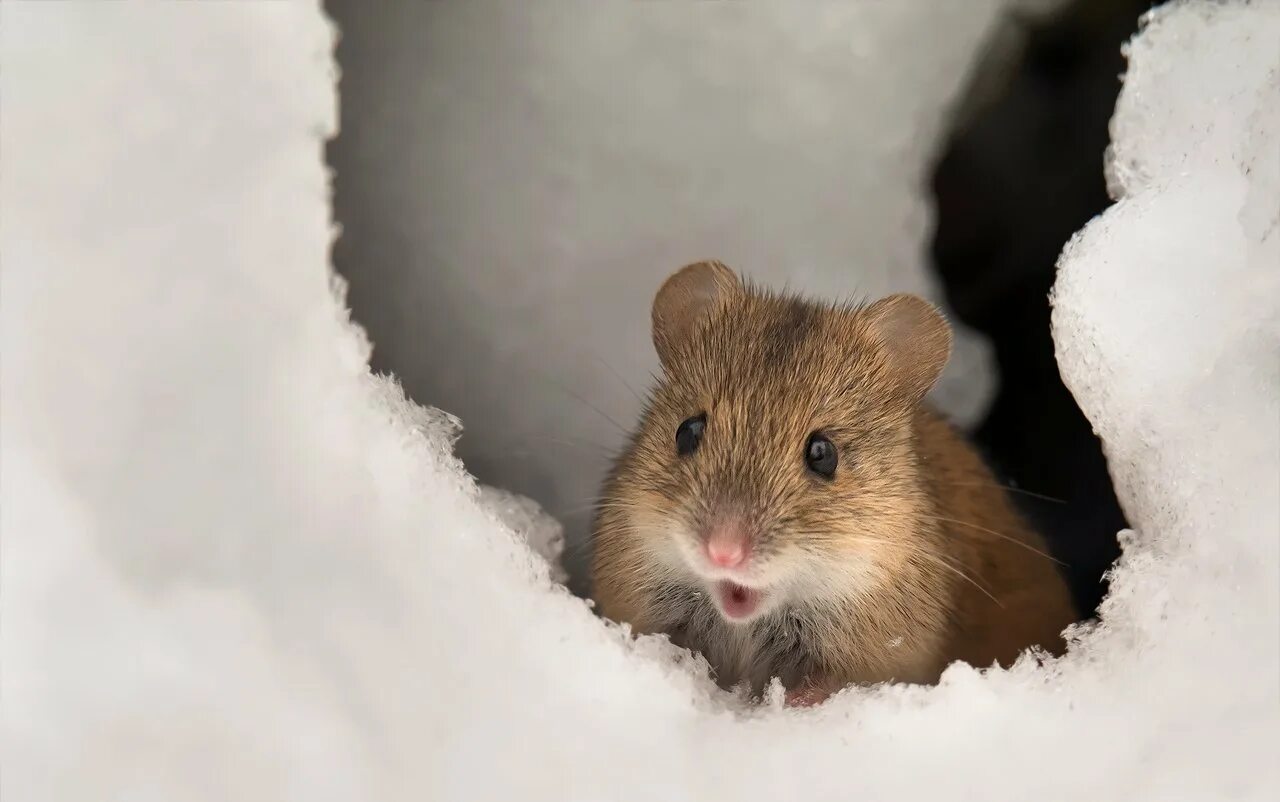 Мышь полевка зимой. Полевка хомяк. Полевка мышь полевка зимой. Норка мыши полевки. Хомяки полевки