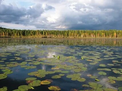 Богатство болота