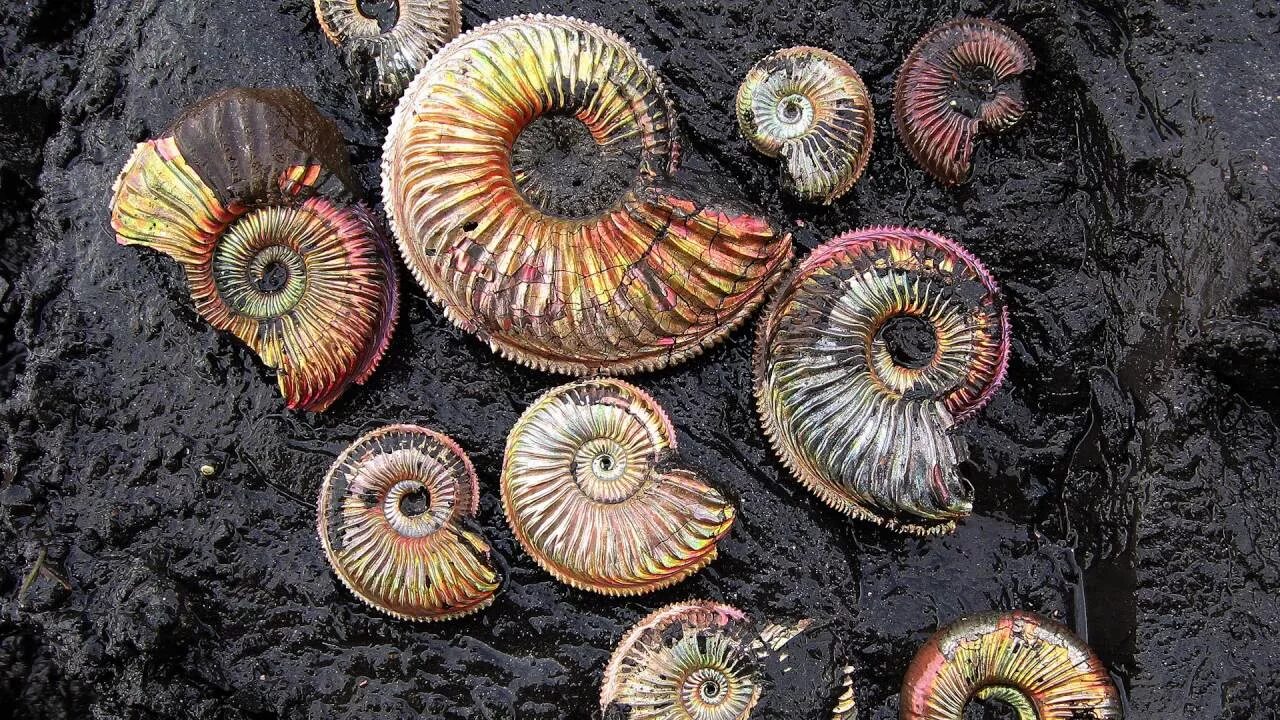 Моллюски в почве. Аммониты и белемниты. Аммониты древние моллюски моллюски. Моллюски аммониты и белемниты. Аммонит Юрского периода.