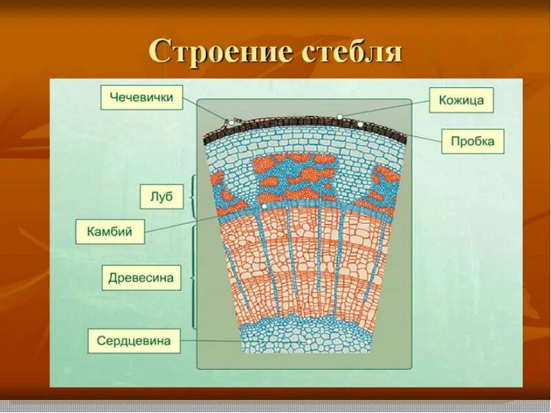 Рисунок стебля. Внутреннее строение древесного стебля. внутреннее строение древесного стебля схема. части поперечного среза стебля. строение стебля биология.
