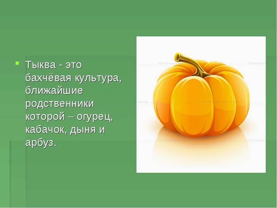 Тыква бахчевая культура. Загадка про тыкву. Тыква для презентации. Загадка про тыкву для детей. Изучаем тыкву