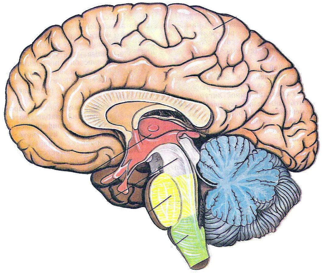 Большое полушарие мозолистое тело мост гипоталамус. Неокортекс головного мозга. Отделы головного мозга. Строение головного мозга человека. Сагиттальный срез головного мозга.