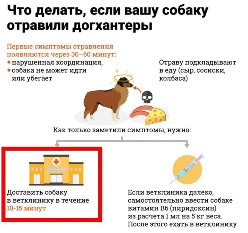 Симптомы отравления у собак. При отравлении собаки. Отравили собаку что делать. Если собаку отравили что нужно делать. Отравление у собаки симптомы.
