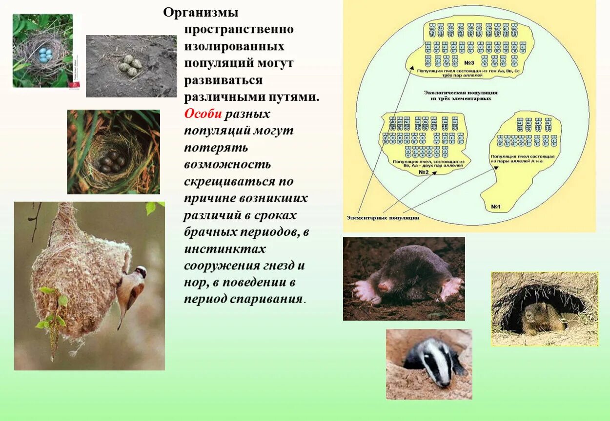 Популяции организмов. Организм популяция вид. Единица эволюции вид популяция особь. Генофонд популяции. Единицей эволюции является особь