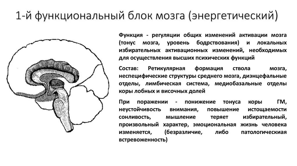 Структуры входящие в функциональный блок. Блоки мозга по лурия 1 блок. функциональные блоки мозга энергетический блок. функциональные блоки мозга (а. р. лурия). первый структурно-функциональный блок мозга лурия.