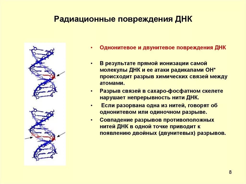 Генетическим повреждением. Радиационные повреждения ДНК. Нарушение структуры ДНК. Разрушение структуры ДНК. Действие ионизирующего излучения на ДНК.