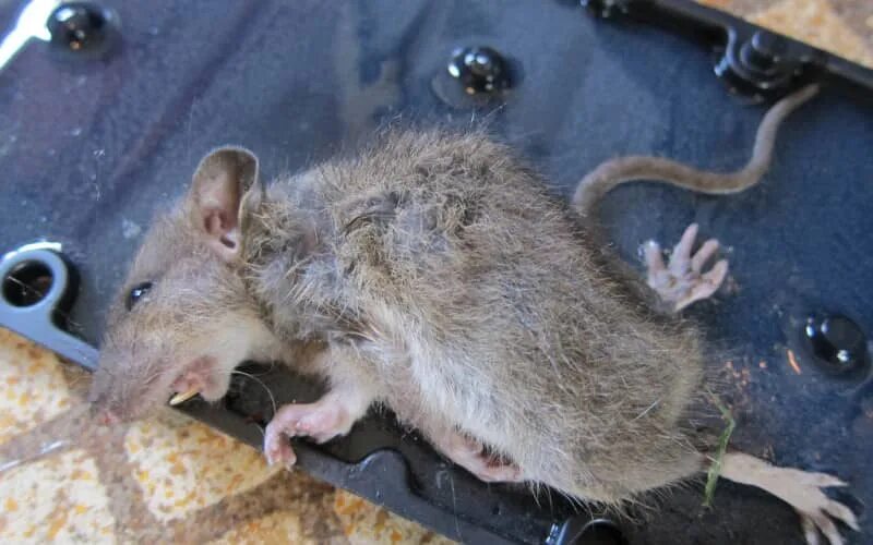 Видеть во живых мышей. Крыса. Мышка домашняя.