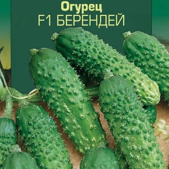 Семена. Огурец "берендей f1". Огурец "берендей f1". Сорт огурцов берендей. Семена огурцов гавриш берендей.
