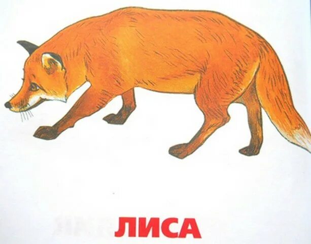 Дикие животные волк лиса заяц медведь. Заяц лиса волк медведь для детей. лиса карточка для детей. лиса медведь для детей. дикие животные лиса для детей.
