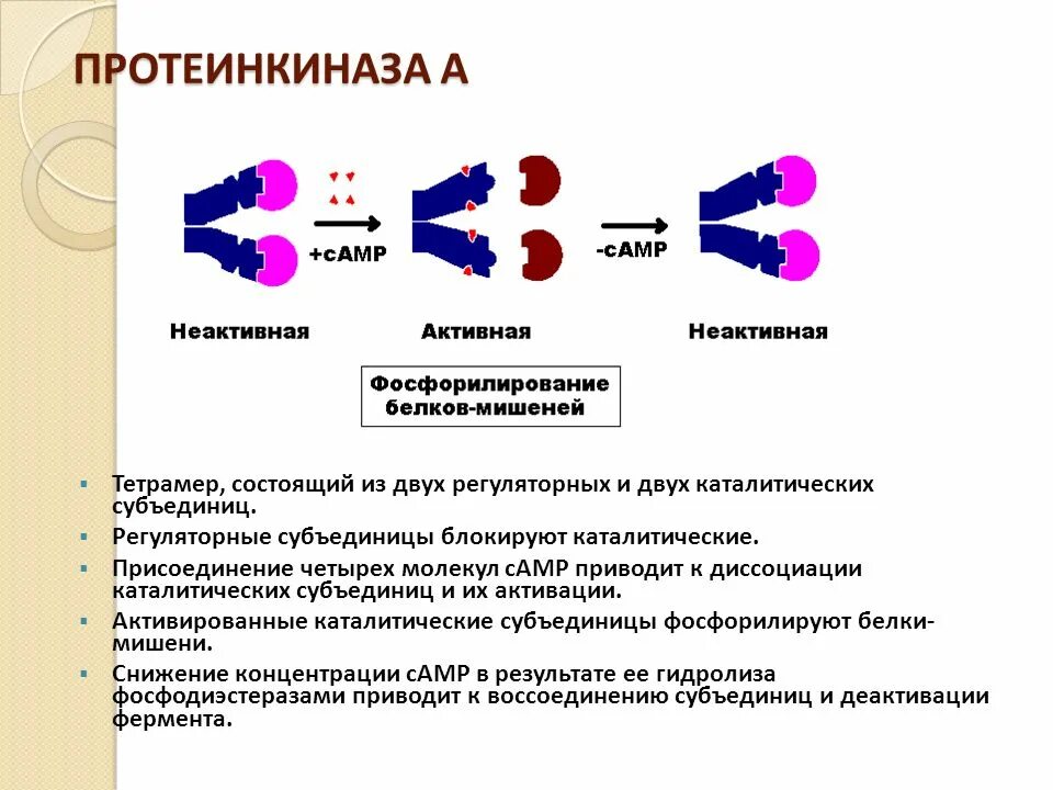 Протеинкиназа а