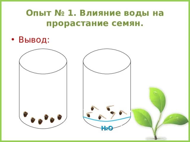 Тест по теме прорастание семян 6 класс. Влияние почвы на прорастание семян. Условия прорастания семян. Влияние почвы на прорастание семян опыт. Условия необходимые для прорастания семян.