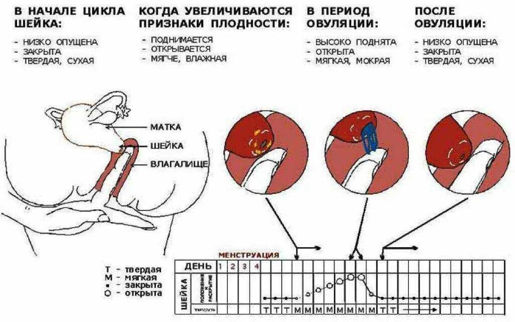 Значение начала месячных