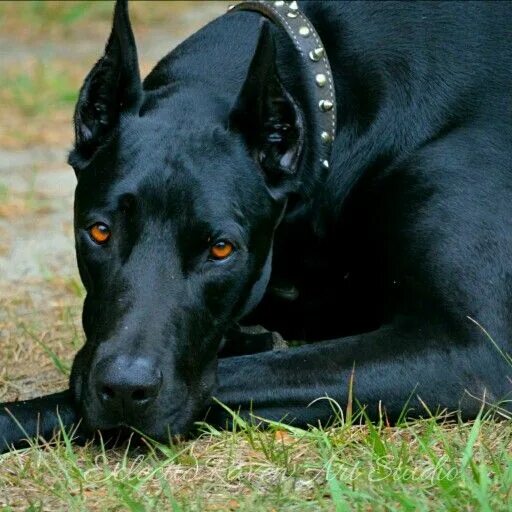 Большая черная собака. Метис дога и добермана. Корсо и Доберман. Черный Доберман метис. Корсо порода собакоберман.