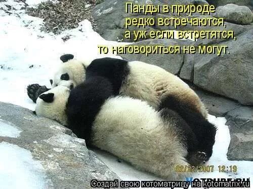 Мы с тобою как панда. Смешная панда. мишка панда. добрая панда. что любят панды.