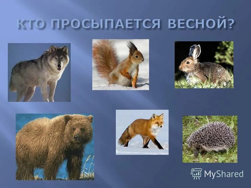 Планирование жизнь животных весной. Животные весной для детей. животные просыпаются весной.