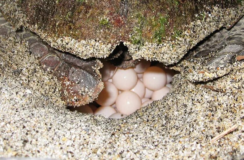Черепаха откладывает. Черепашьи яйца. Откладывание яиц черепахами. Морская черепаха откладывает яйца. Белки откладывают яйца.