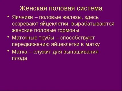 Яичник половая система
