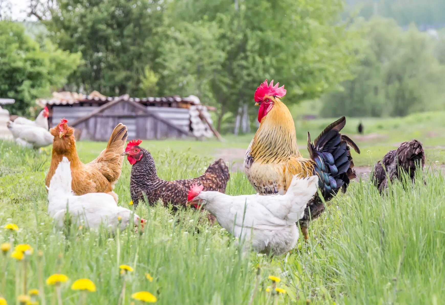 Your chickens. Петух в деревне. Курочки в деревне. Петух и курочки в деревне. Деревенские птицы.