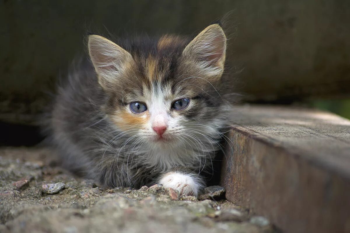 Бездомные котята. Бездомный кот. Бедные котята. Брошенный котенок. Кошка беспородная голодная