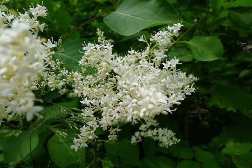 Цветы похожие на куст. Сирень Амурская куст. Сирень Амурская кустарник. Сирень Амурская Трескун. Трескун Амурский.