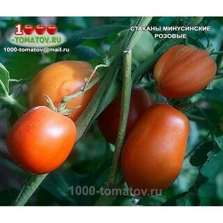 Томат стаканы минусинские характеристика и описание