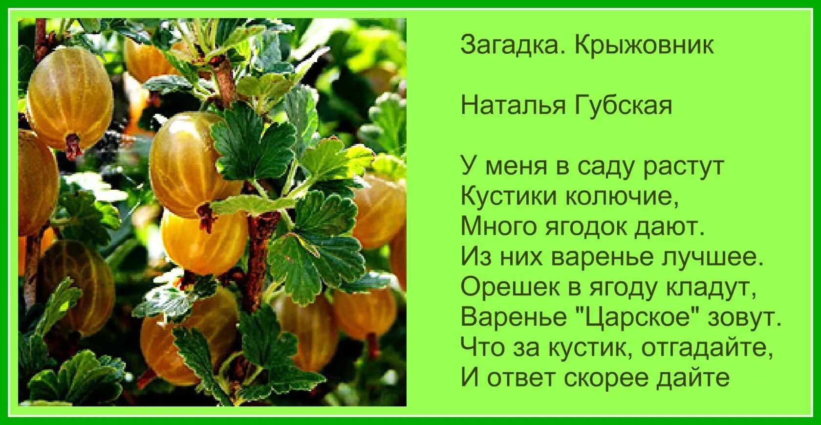 Подробное краткое содержание крыжовник. Крыжовник. крыжовник для дошкольников. крыжовник стихотворение. загадка про крыжовник для детей.