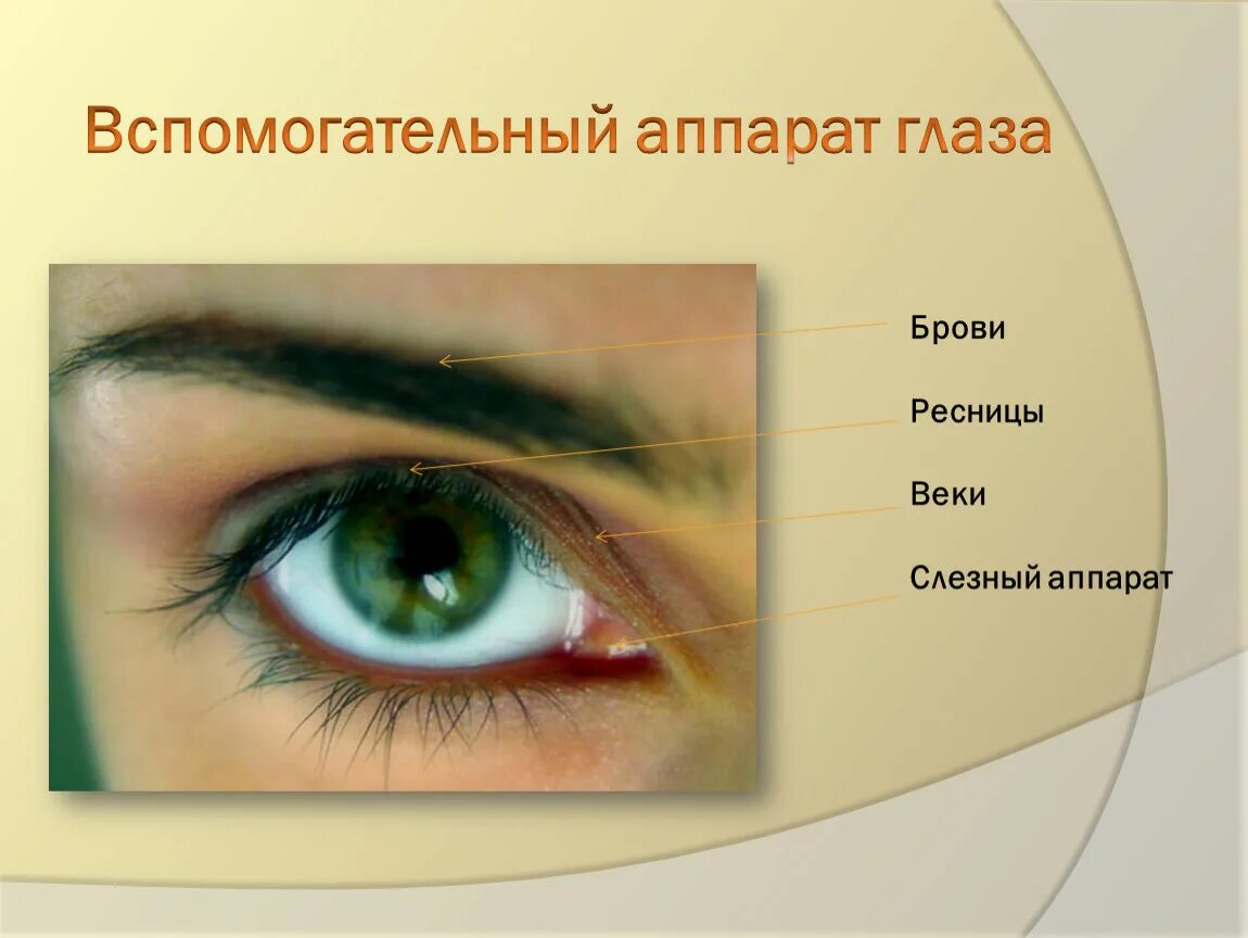 Функции защиты глаза. Строение глаза. Защитные структуры глаза. Вспомогательные части глаза. Вспомогательный аппарат глаза веки.