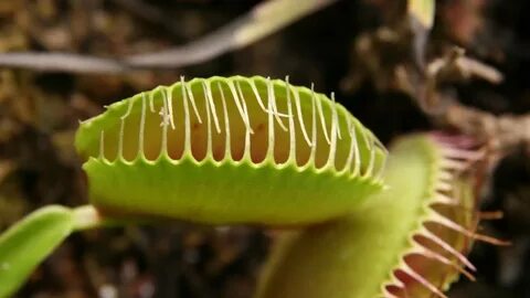 Plant mp3