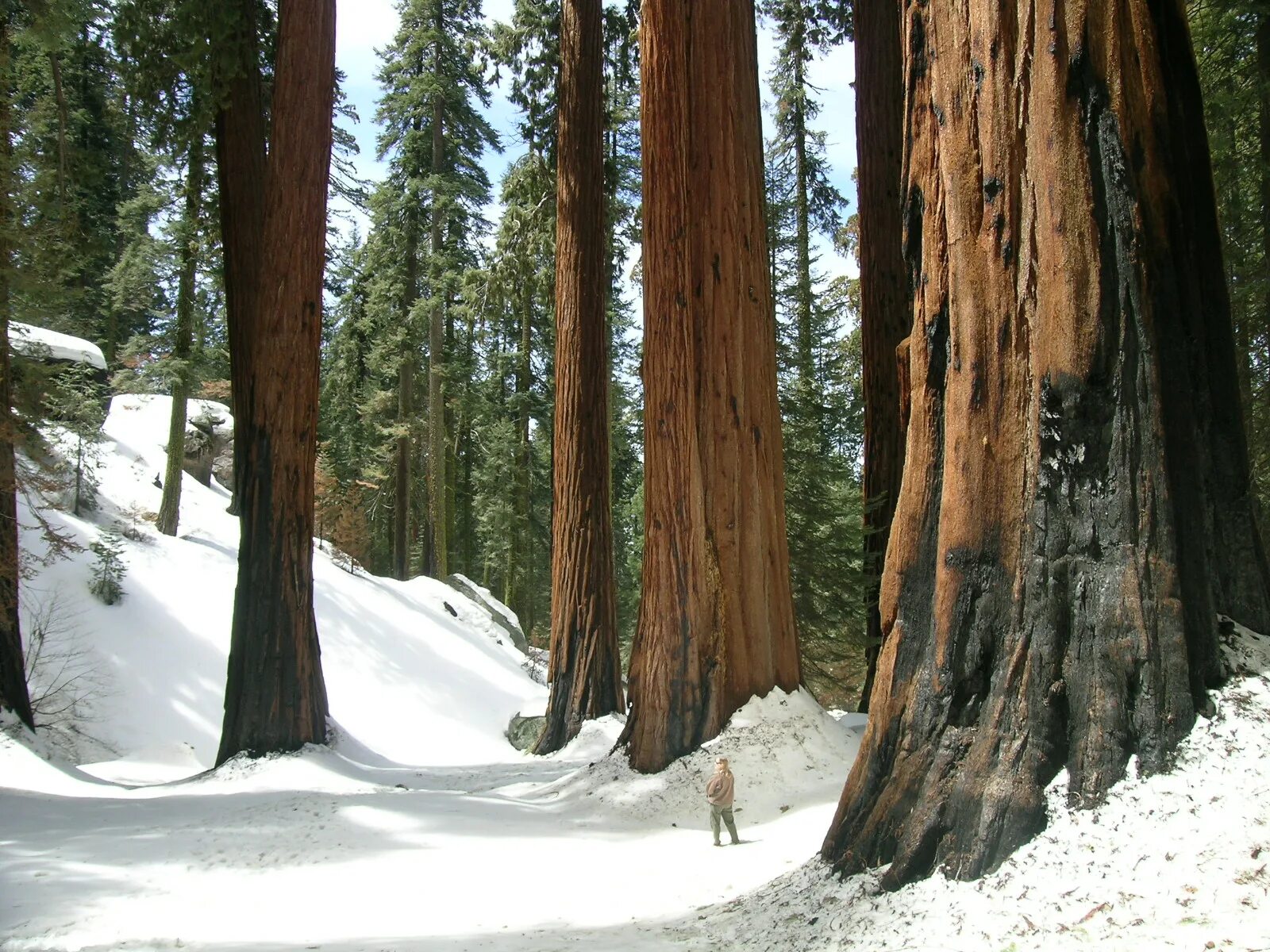 Sequoia park