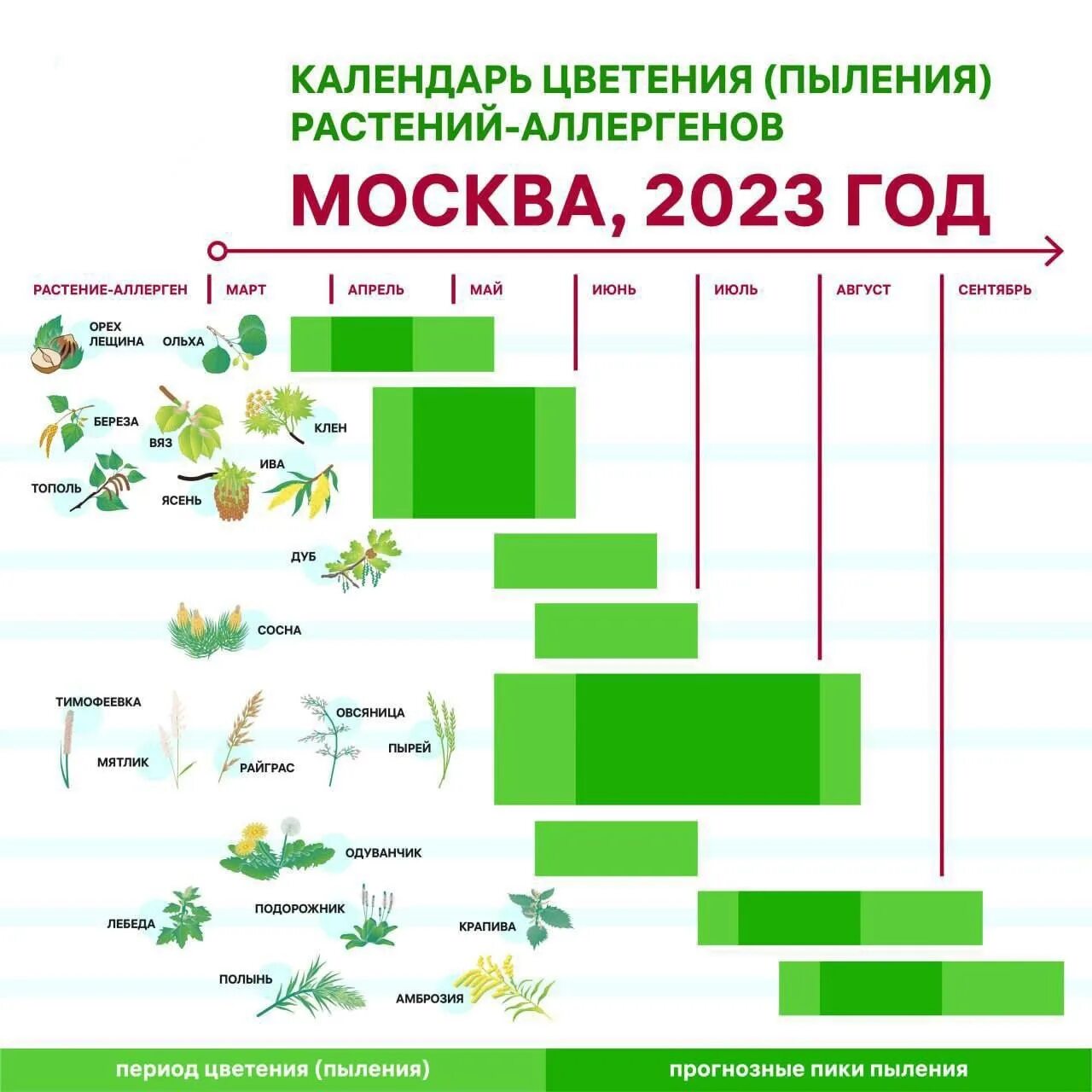 Прогноз цветения