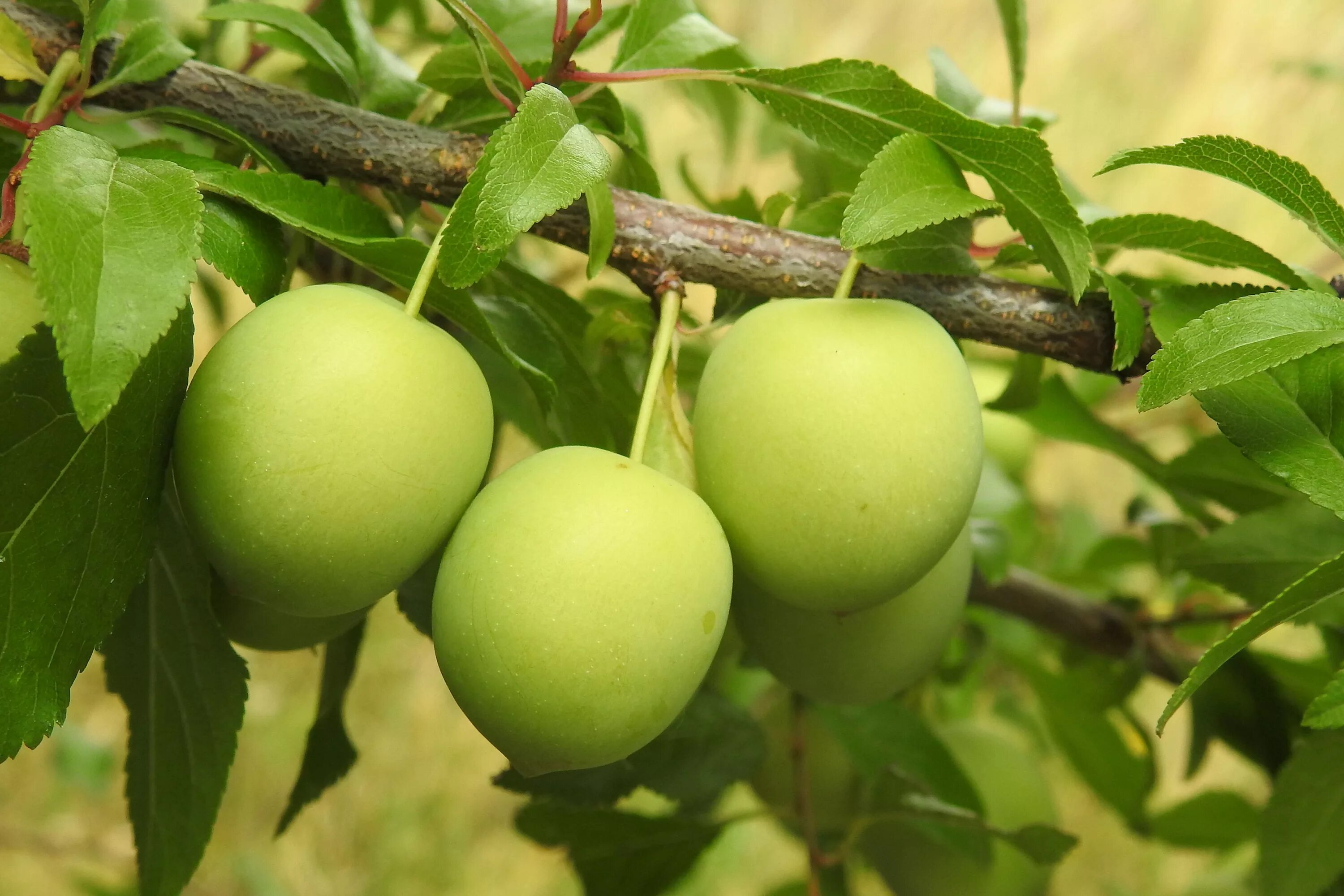 Айва и алыча. Cherry-Plum алыча. Алыча зеленая. Алыча Иволга. Алыча зеленая купить