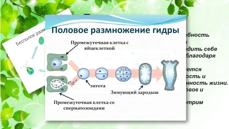 Схема полового размножения гидры. Схема основной стадии полового размножения гидры. Основные стадии полового размножения гидры. Стадии развития гидры при половом размножении.