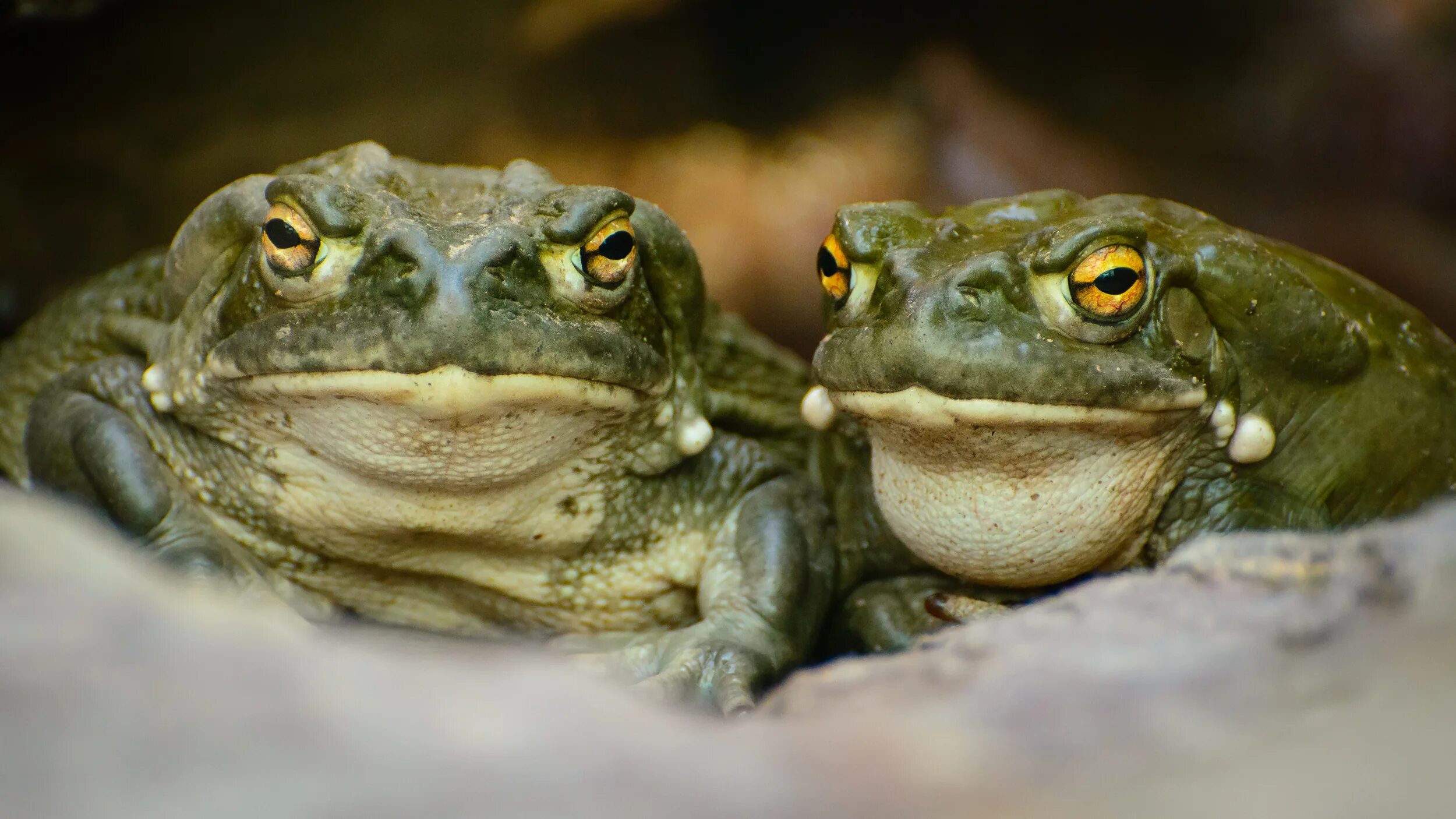 Земноводные пустыни. Жаба Буфо Альвариус. Жаба колорадская (Bufo Alvarius). Жаба дмт. Сонорская пустынная жаба.