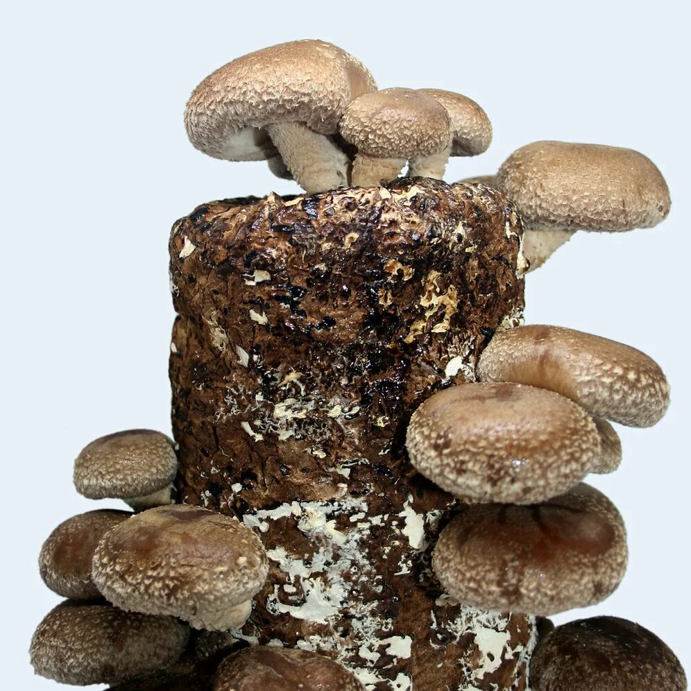 Шиитаке цена. Мицелий шиитаке. Мицелий грибов шиитаке. Гриб шиитаке на грибнице. Древесные грибы шиитаке.