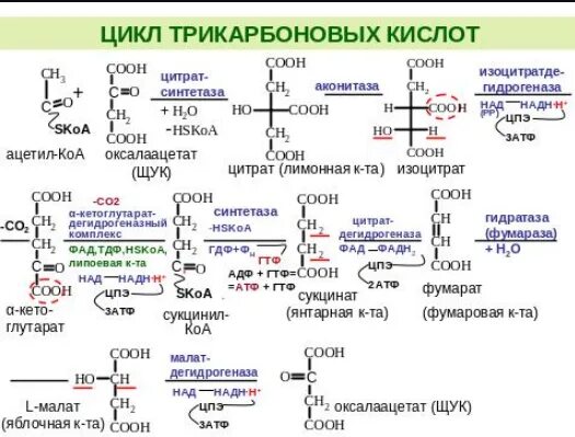 Цикл трикарбоновых кислот Кребса биохимия. Цикл трикарбоновых кислот реакции. Цикл Кребса биохимия реакции. Цикл лимонной кислоты последовательность реакций. Реакции образования циклов