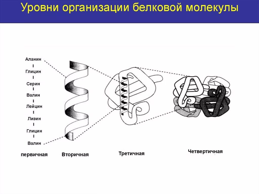 Строение белка уровни организации белковой молекулы. Белки уровни структурной организации белков. Белки. Уровни структурной организации белковой молекулы. Охарактеризуйте уровни организации белковой молекулы. Молекула белка уровни организации белковой молекулы