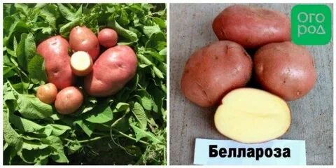 Сорт беллароза картофель отзывы