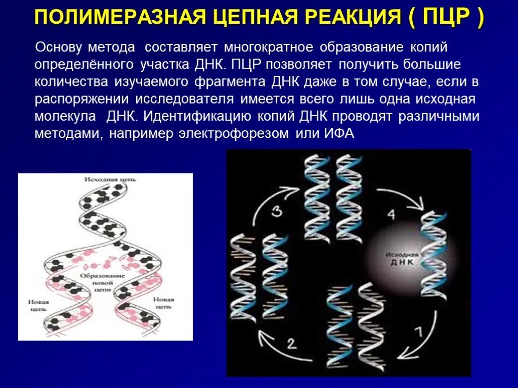 7 тестов днк 2. ПЦР методика генетика. Схема полимеразной цепной реакции микробиология. ПЦР метод диагностики микробиология. ПЦР принцип метода микробиология.