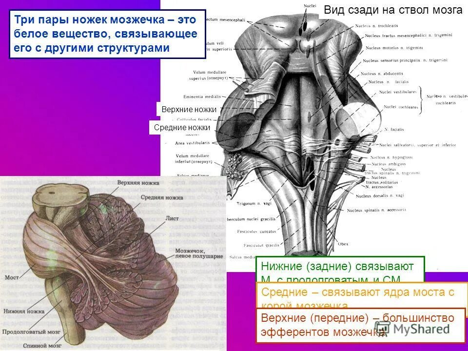 Мозжечок и продолговатый мозг анатомия. Нижние мозжечковые ножки продолговатого мозга. Мозжечок строение ножки. Ствол мозга ножки мозжечка. В задний мозг входит мозжечок