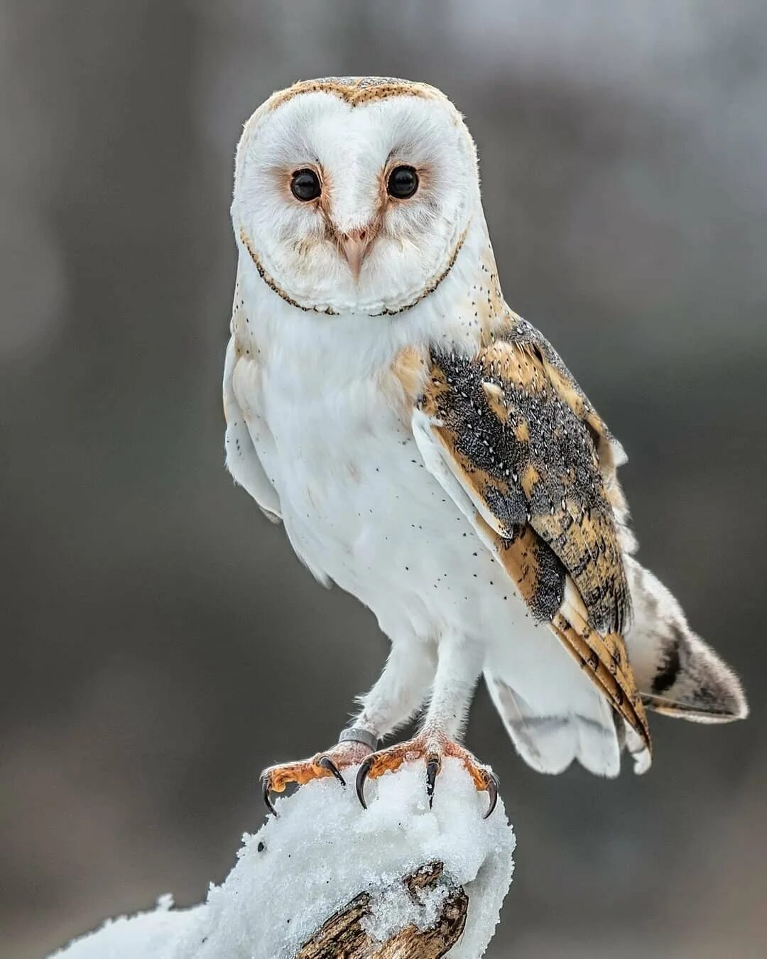 Сова картинка. Разные виды сов. Совообразные ушастая сова. Разные виды сов. Разные виды сов.