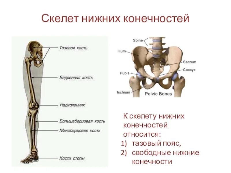 Отделы нижней конечности. Кости нижней конечности( кости таза и свободной нижней конечности). Костный скелет свободной нижней конечности. Скелет пояса нижних конечностей тазовый пояс. К костям пояса нижних конечностей относятся кости.