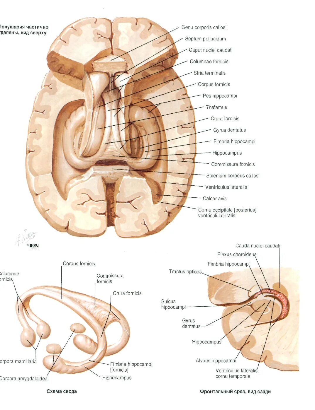 Свод гиппокамп атлас. Свод Fornix анатомия. Гиппокамп анатомия. Свод мозга анатомия. Свод головного мозга