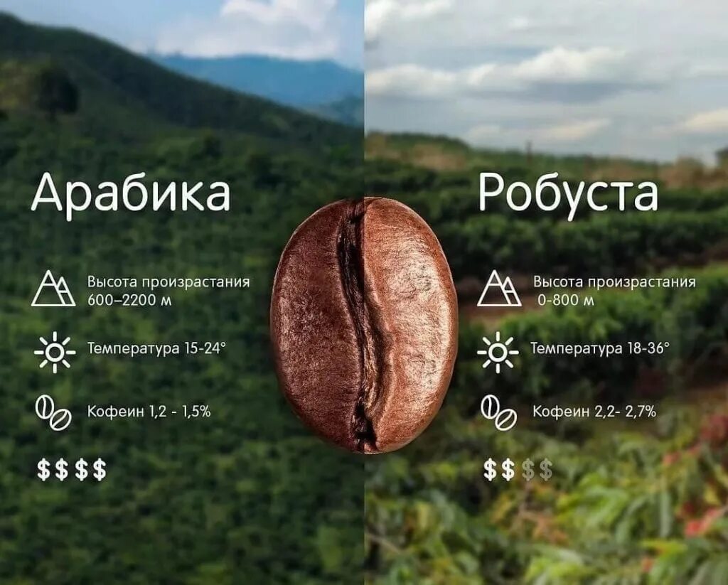 Как отличить робусту от арабики зерно внешне. Кофе в зернах арабика и робуста. сорт кофе робуста и арабика отличия. зерна арабики и робусты отличия. кофейные деревья арабика и робуста.