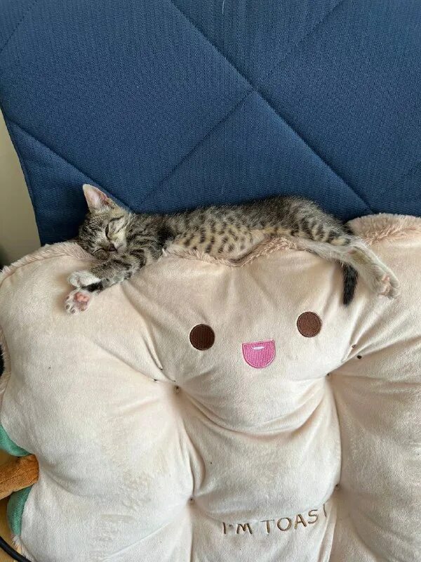 друзья кота коржика