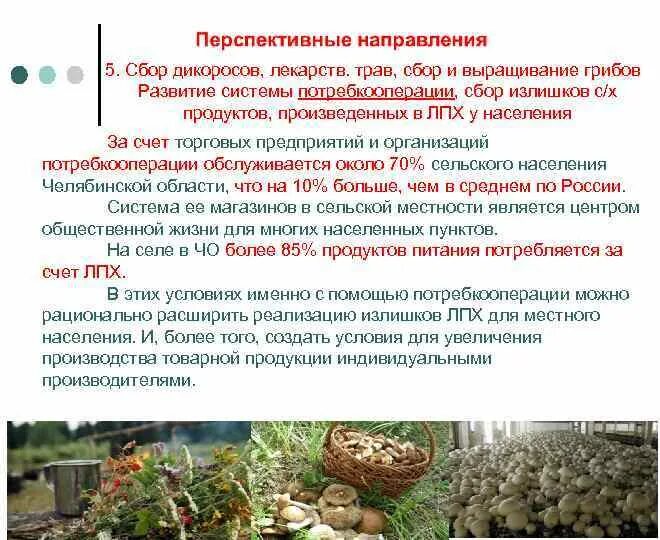 Сбор по поводу. Сбор дикоросов. Перспективы развития сельского хозяйства. Перспективы развития ЛПХ. Переработка грибов дикоросов.