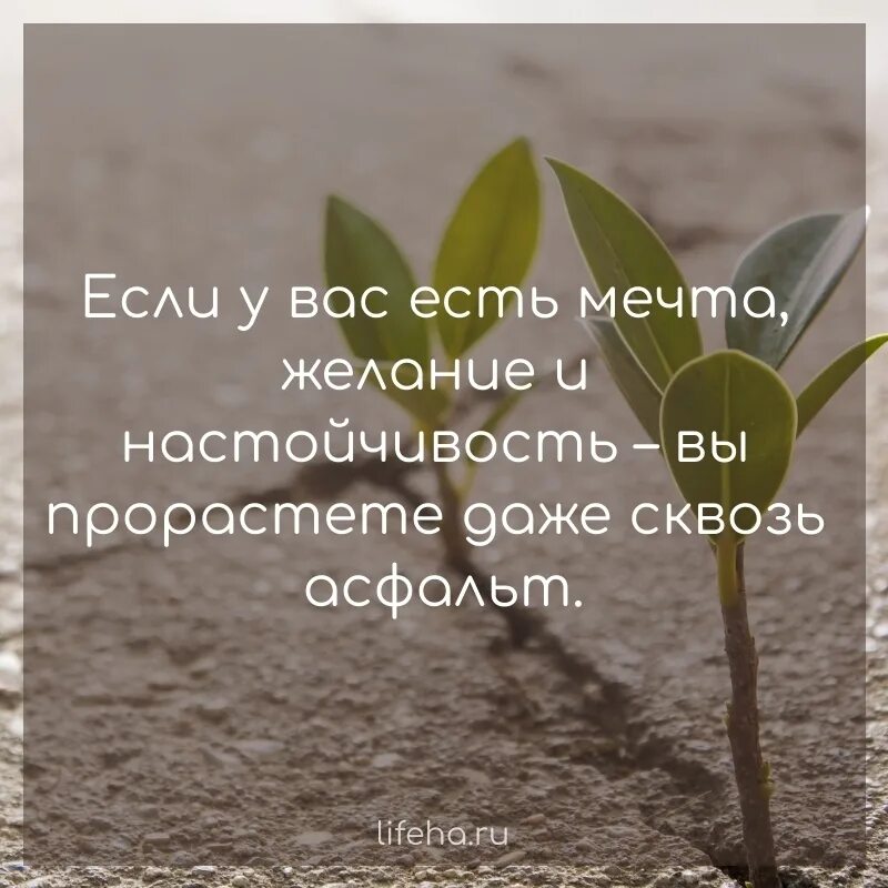 Никто не добивается успеха. Цитаты про упорство. Фразы про настойчивость. Настойчивость мотивация. Цитаты про настойчивость и упорство.