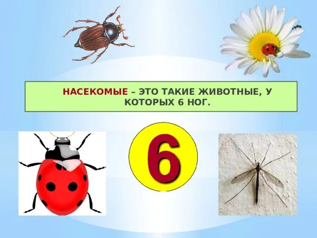 Насекомые урок 1 классе. Насекомые 1 класс. Насекомые 1 класс окружающий мир. Насекомые презентация. Тема насекомые в 1 классе.