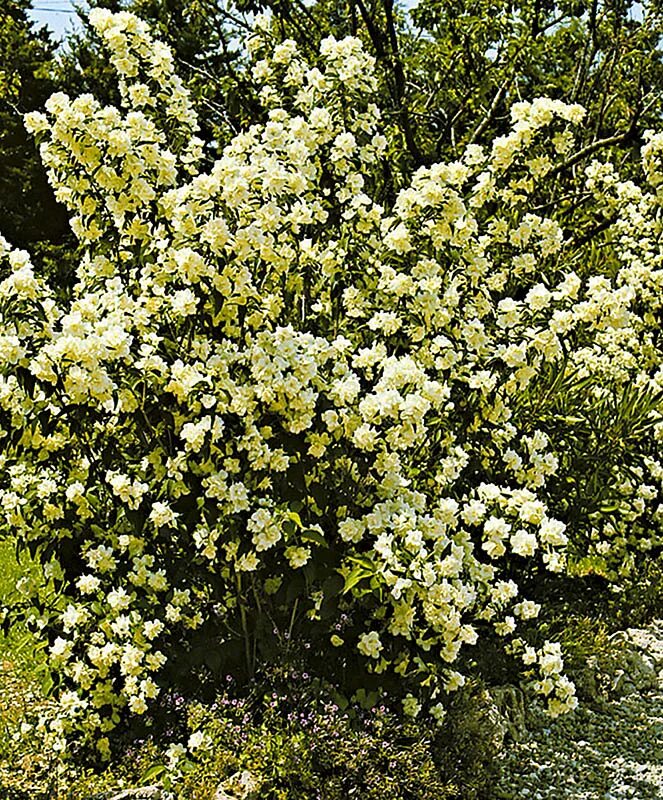 Чубушник Снежная буря. Чубушник Bouquet Blanc. Чубушник кустарник Снежная буря. Чубушник Снежная буря куст.